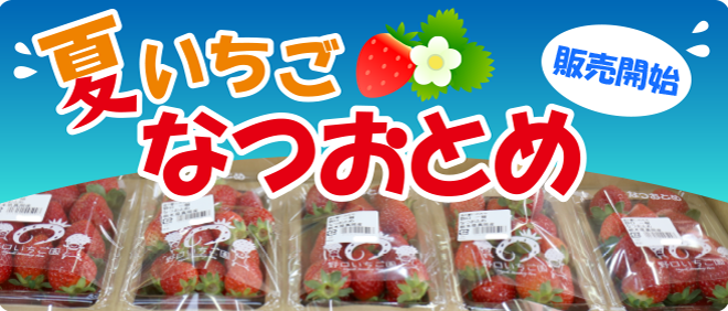 なつおとめ